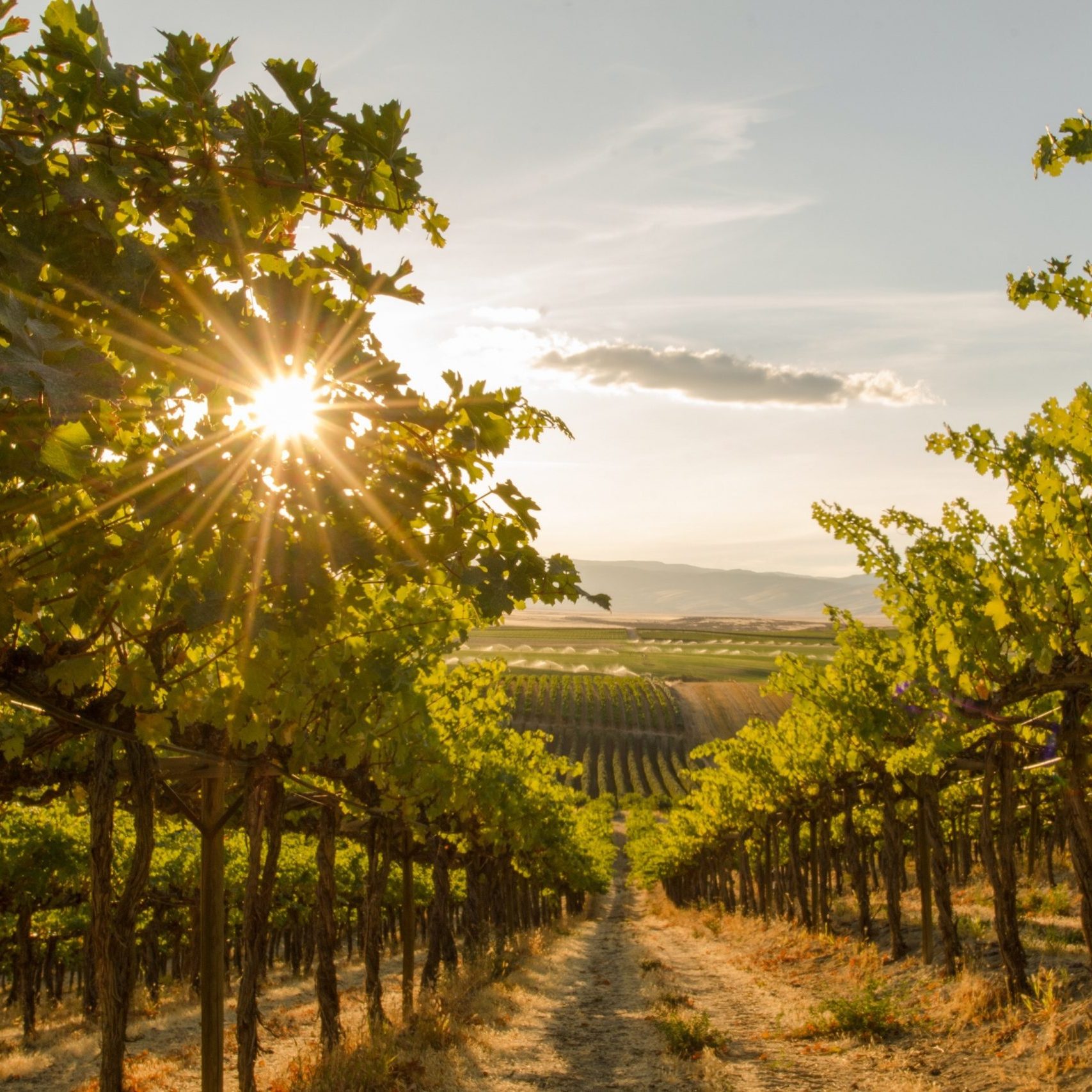 A Close up view of a Vineyard on a hill at sunset - Washington s