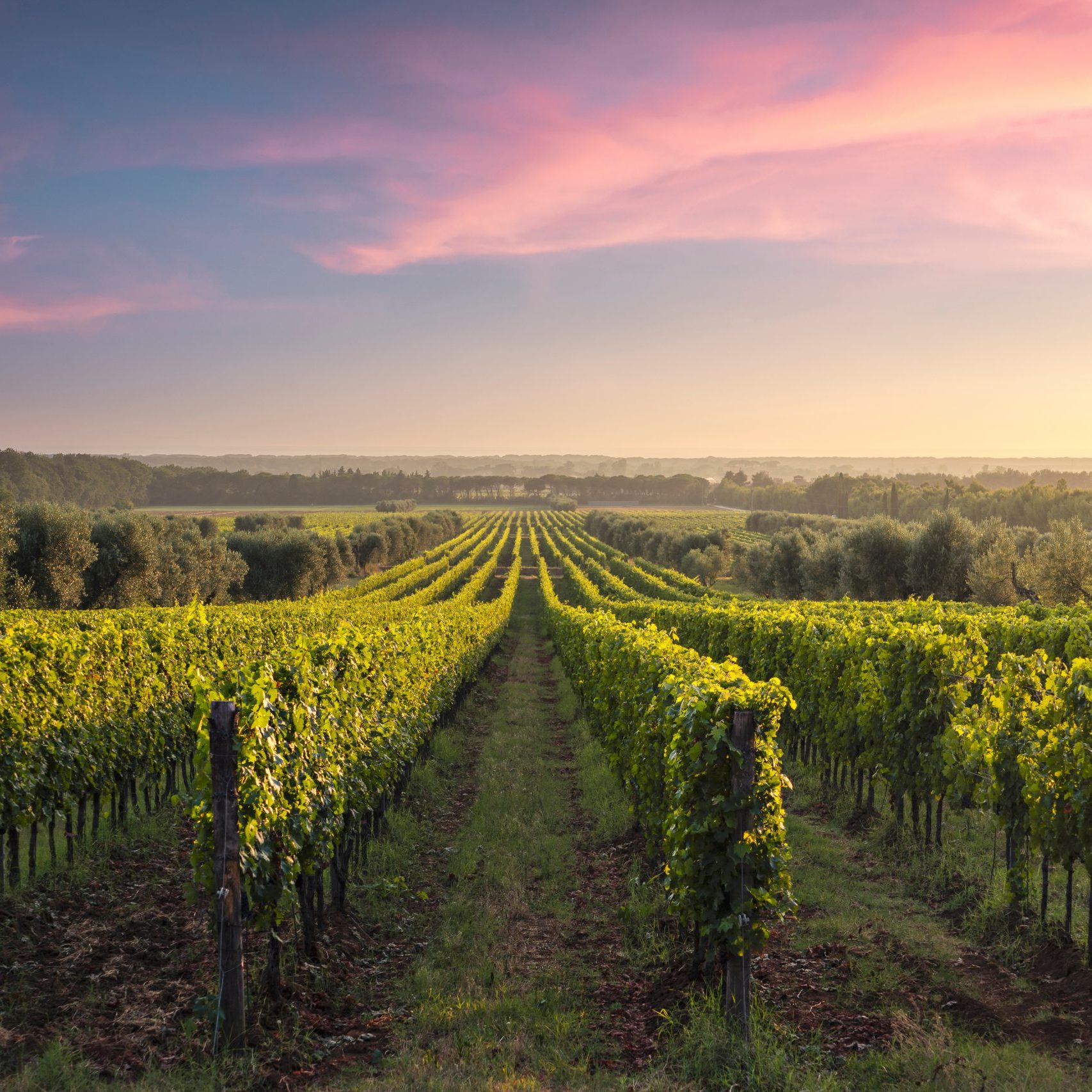Bolgheri vineyards panoramic view at sunset. Castagneto Carducci, Tuscany region, Italy